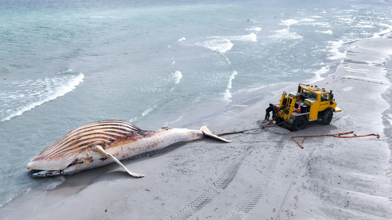 Der tote Wal wird an Land der dänischen Insel Anholt gezogen. (Foto: Marcus Golejewski/dpa)
