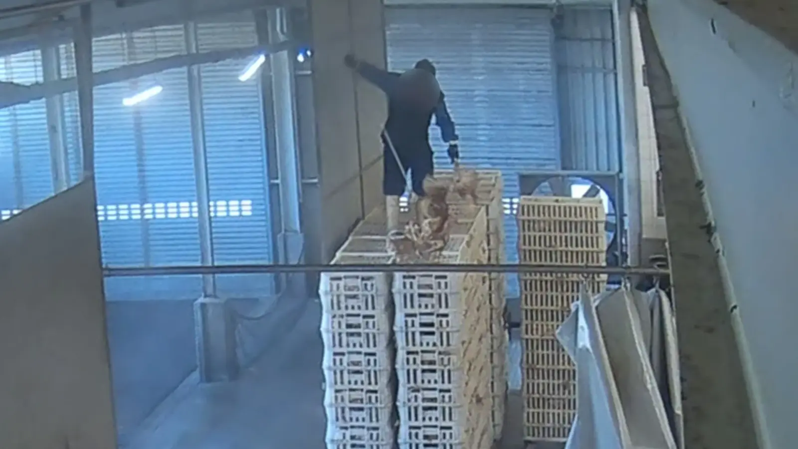 Dieses Foto von Aninova soll einen Mitarbeitenden des Wassertrüdinger Schlachthofs zeigen, wie er auf eine Transportbox schlägt. (Foto: aninova.org)