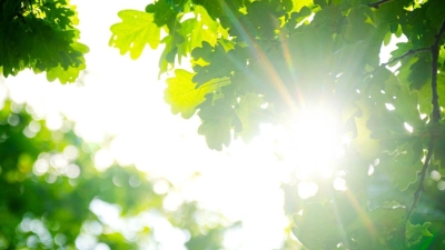 Trotz des vielen Regens war das Frühjahr so warm wie noch nie. (Foto: Sina Schuldt/dpa)