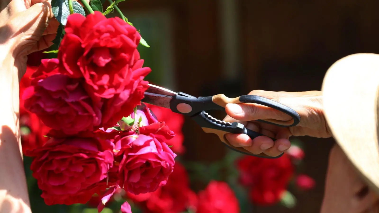 Dunkelrote Blüten bringen eine leuchtende Sirupfarbe ins Glas. (Foto: Karl-Josef Hildenbrand/dpa-tmn)