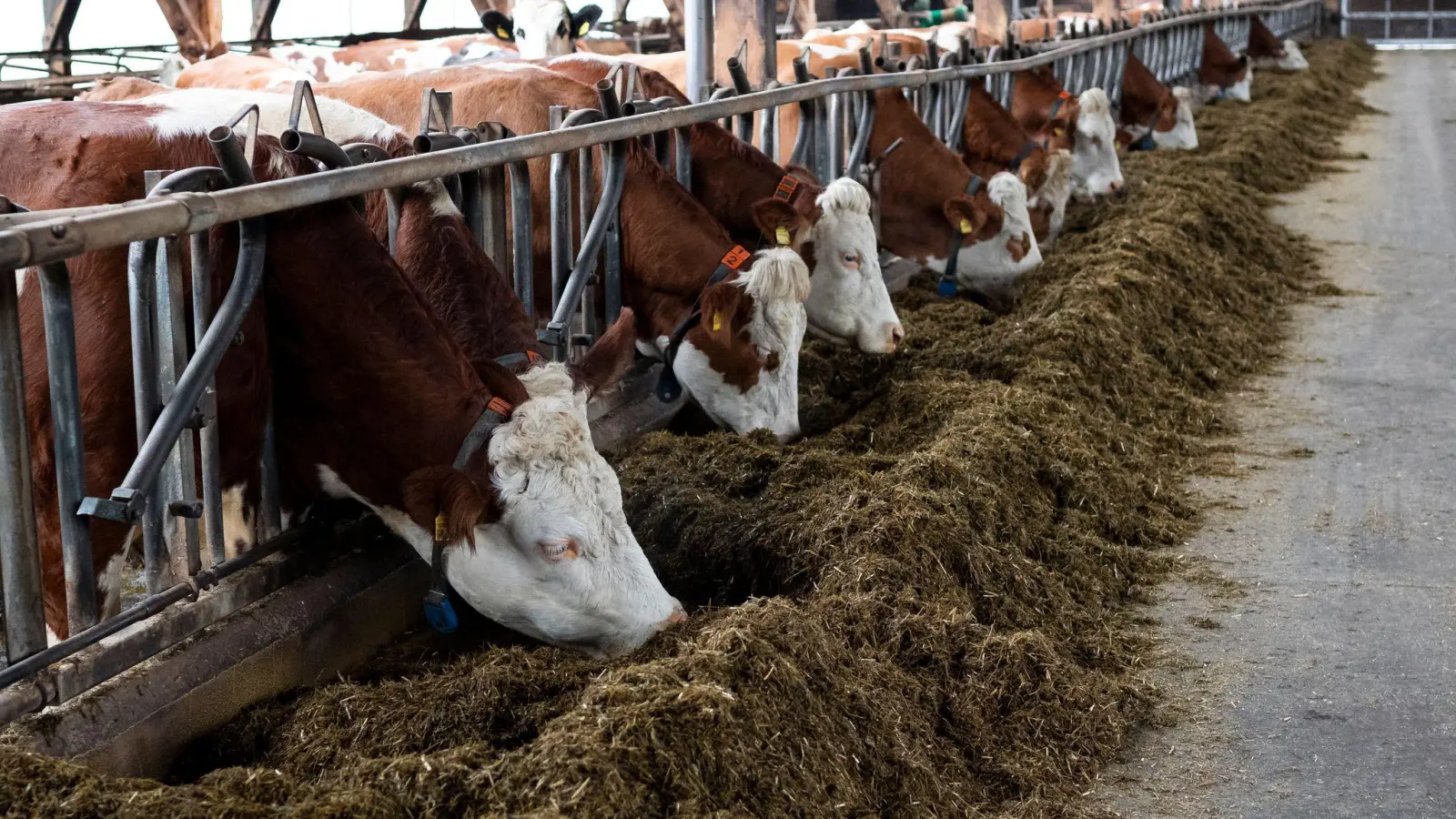 Die Kühe leben in einem Offenfrontstall.  (Foto: Daniel Vogl/dpa)