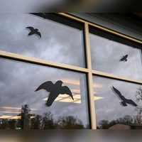 Gefahr für Vögel: Glasscheiben stellen ein unsichtbares Hindernis dar, dem jährlich Millionen Vögel zum Opfer fallen. (Foto: Jens Kalaene/dpa)