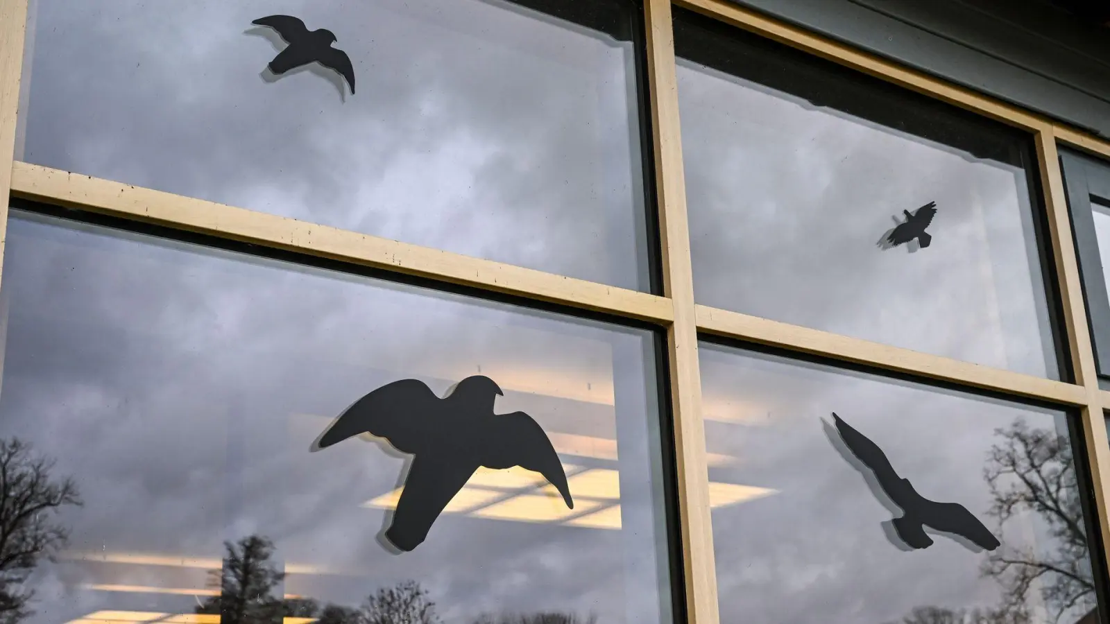 Gefahr für Vögel: Glasscheiben stellen ein unsichtbares Hindernis dar, dem jährlich Millionen Vögel zum Opfer fallen. (Foto: Jens Kalaene/dpa)