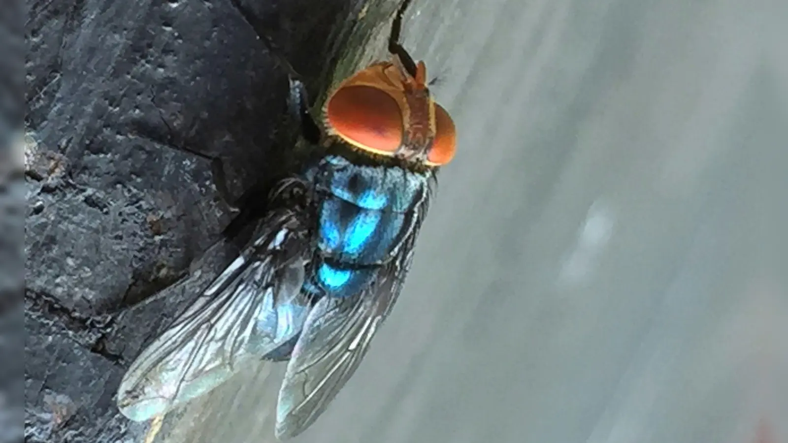 Es gibt gute Möglichkeiten, die Neuwelt-Schraubenwurmfliege gezielt zu bekämpfen. (Foto: Denise Bonilla/U.S. Department of Agriculture/AP/dpa)