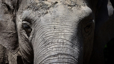 Die 67-jährige asiatische Elefantenkuh Targa steht im Freigelände des Elefantenhauses im Augsburger Zoo. (Foto: Karl-Josef Hildenbrand/dpa/Archivbild)