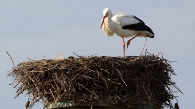 Viele Störche überwinterten inzwischen hierzulande. (Archivbild) (Foto: Bodo Marks/dpa)