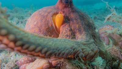 Oktopusse setzen nicht all ihre acht Arme gleichermaßen ein. (Foto: Chelsea Bennice/Florida Atlantic University/dpa)