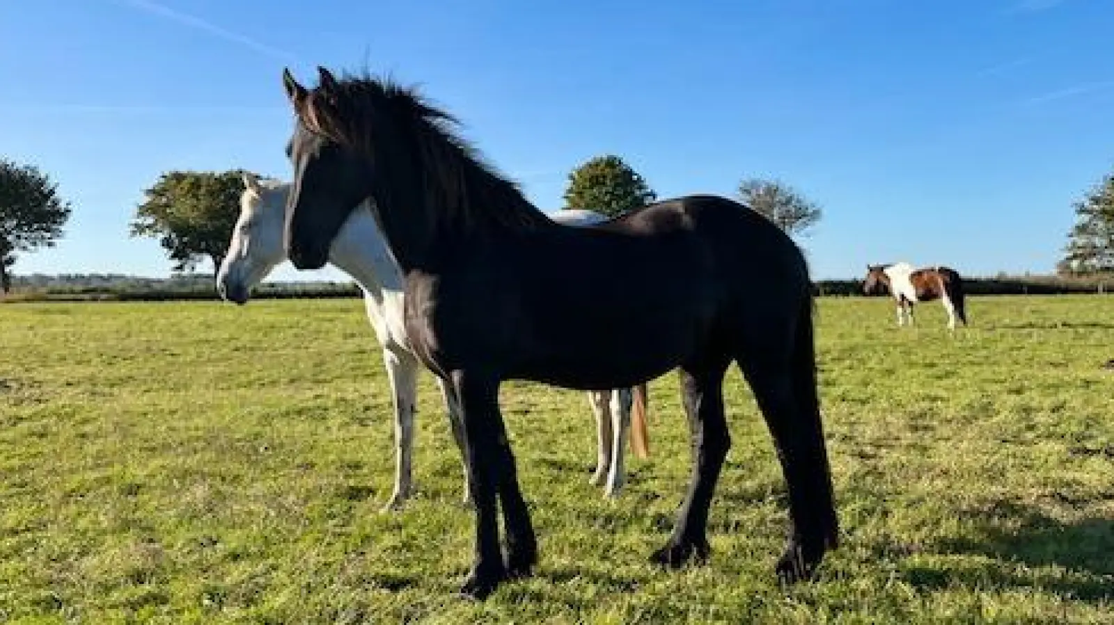 Glänzendes, gepflegtes Fell und gespitzte Ohren - dem Friesen-Mix, der im Mai 2025 aus schlechter Haltung beschlagnahmt wurde, geht es offensichtlich gut. Er lebt nun in einem anderen Teil Deutschlands. (Foto: privat)