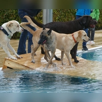 In Bad Windsheim hat das Hundeschwimmen schon Tradition. (Foto: Helmut Meixner)