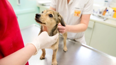 Eine Kastration wirkt sich auf den Hormonhaushalt - und damit oft auch auf das Verhalten des Hundes - aus.  (Foto: Inga Kjer/dpa-tmn)