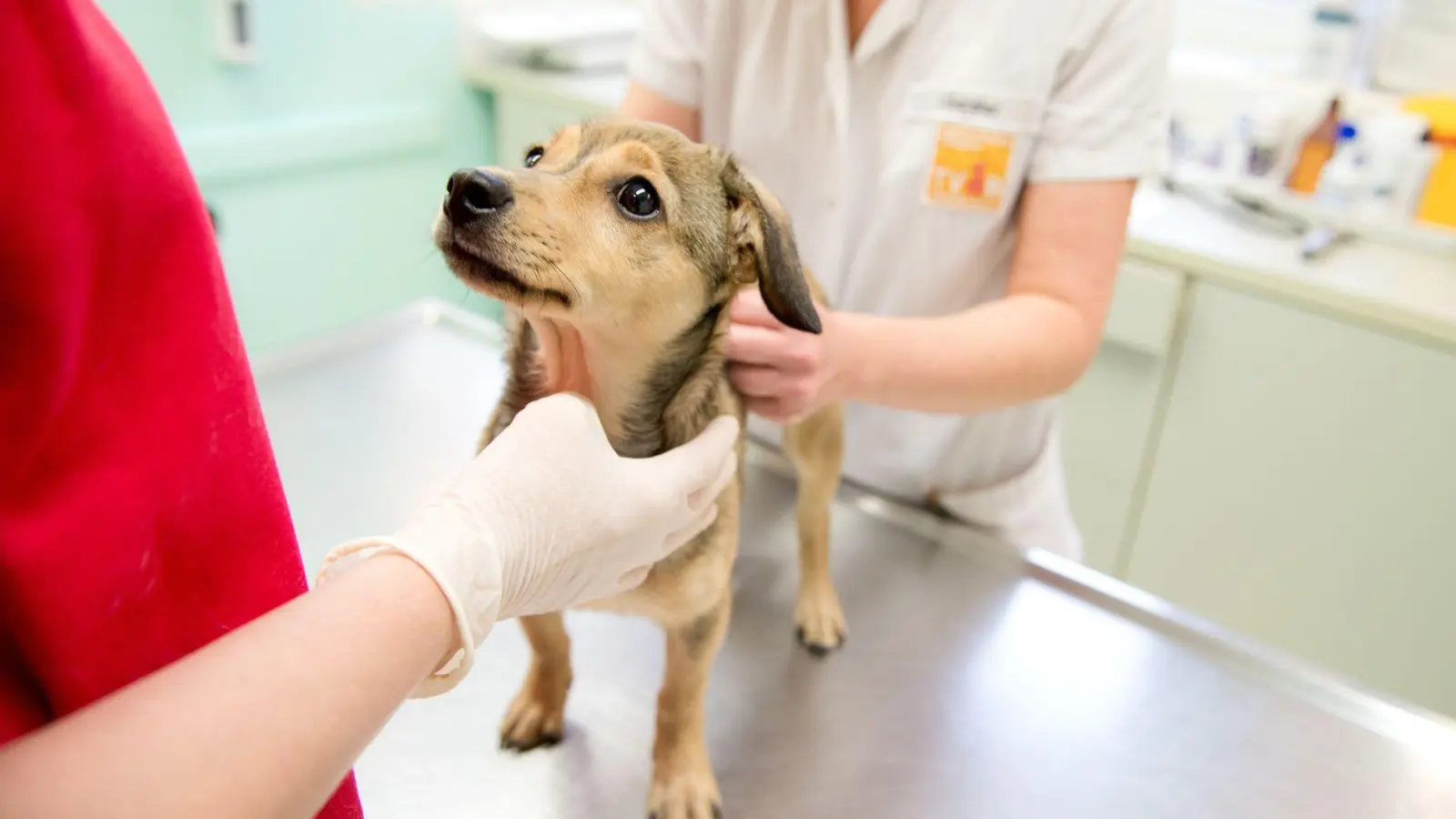 Eine Kastration wirkt sich auf den Hormonhaushalt - und damit oft auch auf das Verhalten des Hundes - aus.  (Foto: Inga Kjer/dpa-tmn)