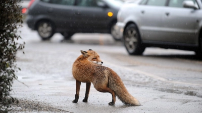 Was macht man, wenn man einem Fuchs im Wohngebiet begegnet? (Foto: Jörg Carstensen/dpa/dpa-tmn)