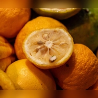 Schrumpelige Schale, intensiver Geschmack: Yuzu bringt kräftiges Zitrusaroma ins Essen – auch wenn man sie im Supermarkt selten sieht. (Foto: Zacharie Scheurer/dpa-tmn)