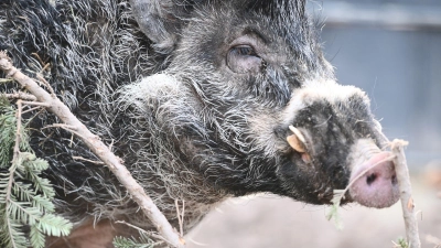 Zuchteber Cebu rüsselt an einem übrig gebliebenen Weihnachtsbaum in seinem Gehege im Zoo Landau. Das Visayas-Pustelschwein ist eine Art, die auf einer Insel der Philippinen vorkommt und vom Aussterben bedroht ist. (Foto: Axel Seidemann/dpa)