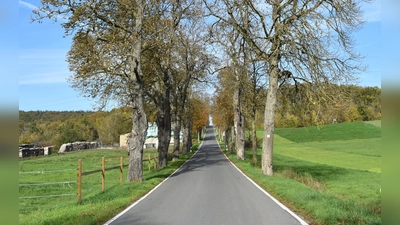 Baumallee bei Ullstadt: Teile der Wegstrecke eignen sich auch für Kinderwagen. (Foto: Ute Niephaus)