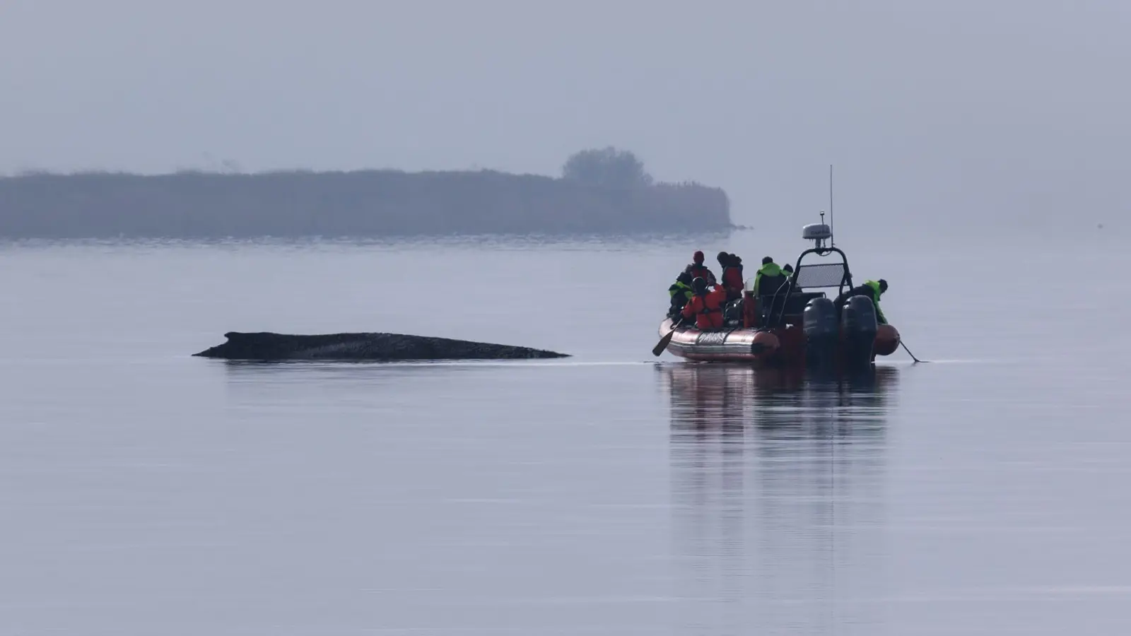 Immer wieder hatten sich Meeresschützer ein Bild vom Zustand des Wals gemacht. (Foto: Marcus Golejewski/dpa)