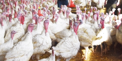 Die Haltung von Geflügel ist mit Herausforderungen verbunden. Die Nachfrage nach Pute und Huhn als Alternativen zu Rind- und Schweinefleisch mit den Folgen in der Massentierhaltung zeigen Risikofaktoren für Infektionen.  (Foto: Silvia Schäfer)