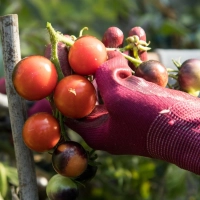 Robust bei Hitze: Tomaten kommen mit warmen und trockenen Bedingungen meist gut zurecht. (Foto: Christin Klose/dpa-tmn)