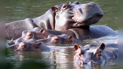 Die Flusspferde in Kolumbien pflanzen sich kräftig fort. (Archivbild)  (Foto: Fernando Vergara/AP/dpa)