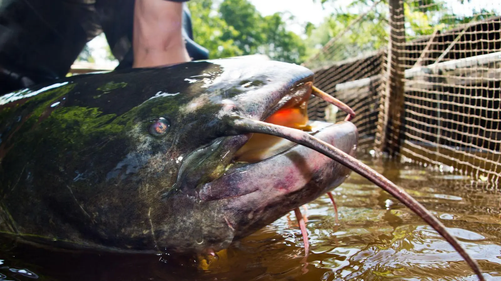 Ein Riesenwels ähnlich wie dieser hat in Bayern fünf Badegäste verletzt. (Symbolbild) (Foto: Patrick Pleul/dpa-Zentralbild/dpa)