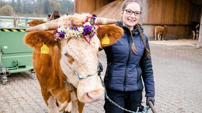 Die farbenfroh geschmückten Kühe sind wieder ein beliebter Hingucker. (Foto: Bettina Schmitt)