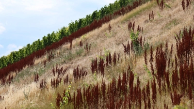 In Mainfranken ist es in diesem Jahr sehr trocken, im Bild ein brachliegender Weinberg. (Symbolbild) (Foto: Karl-Josef Hildenbrand/dpa)