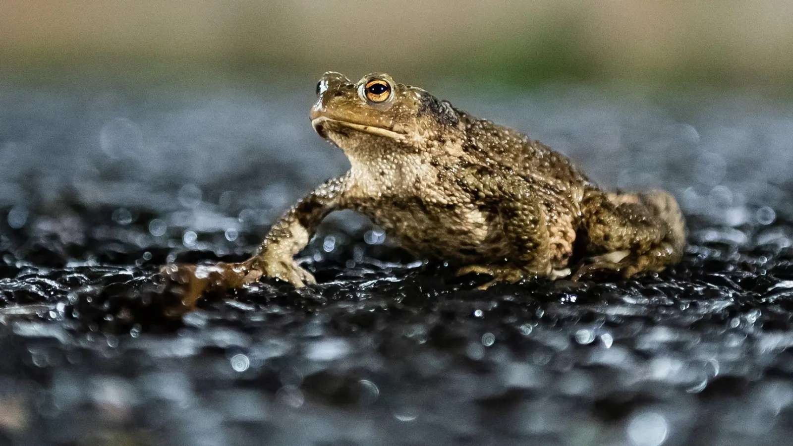 Die Deutsche Wildtier Stiftung empfiehlt Tempo 30 an Krötenwanderwegen, damit die Tiere keine tödlichen Verletzungen durch Strömungsdruck erleiden. (Foto: Silas Stein/dpa)