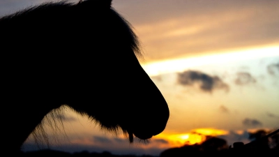 Ein Pferd lief mit zwei weiteren Tieren nach dem Unfall in einen Wald. (Symbolbild) (Foto: Hauke-Christian Dittrich/dpa)