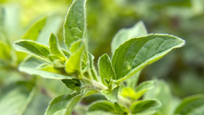 Lieber sparsam dosieren: Frischer Majoran duftet und schmeckt intensiv. (Foto: Andrea Warnecke/dpa-tmn/dpa)