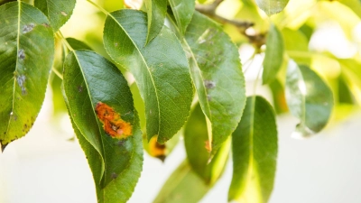 Pilzbefall erkennen: Weiße, rote oder braune Beläge auf Pflanzen deuten auf Pilzkrankheiten hin. (Foto: Christin Klose/dpa-tmn)
