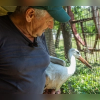 Storchenvater Gerhard Bärthlein mit einem der beiden Störche. Die durchnässten Tiere hat er nach dem schweren Unwetter bei sich aufgenommen. (Foto: Evi Lemberger)