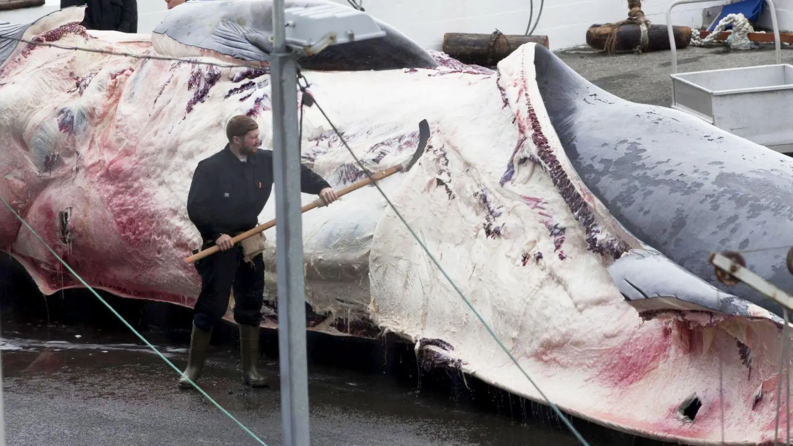 Dieser Finnwal wurde in Island gefangen. Auch Japan jagt wieder Finnwale. (Foto: picture alliance / dpa)