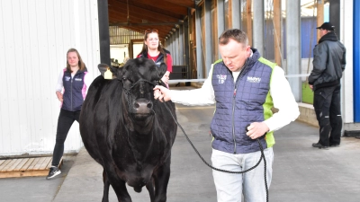 Armin Nürnberger mit seiner „Italia“. Sie ist eine der besten Zuchtkühe der Rasse Wagyu. Weil sie höchste Fleischqualität mit einer feinen Marmorierung vererbt, hat sie schon viele Nachkommen in Europa. (Foto: Fritz Arnold)