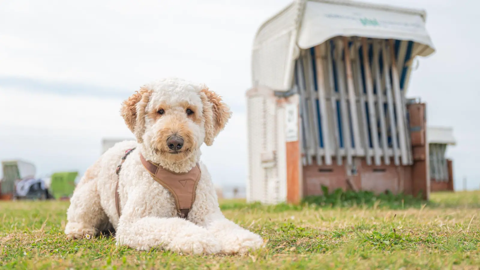 Designerhunde wie der Labradoodle erfreuen sich auch in Deutschland wachsender Beliebtheit. (Archivbild) (Foto: Mohssen Assanimoghaddam/dpa)