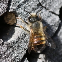Die Röhren müssen glatt sein, damit die zarten Flügel der Wildbienen nicht verletzt werden. (Foto: Michael Tetzlaff)