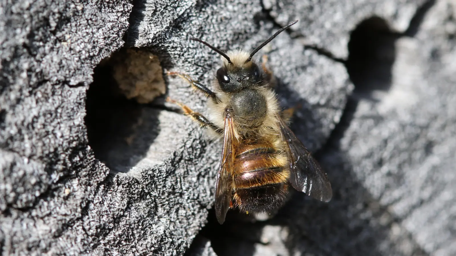 Die Röhren müssen glatt sein, damit die zarten Flügel der Wildbienen nicht verletzt werden. (Foto: Michael Tetzlaff)