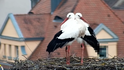 Störche auf dem Dach des Kulturzentrums am Ochsenhof in Leutershausen. (Screenshot: Wolfgang Grebenhof)