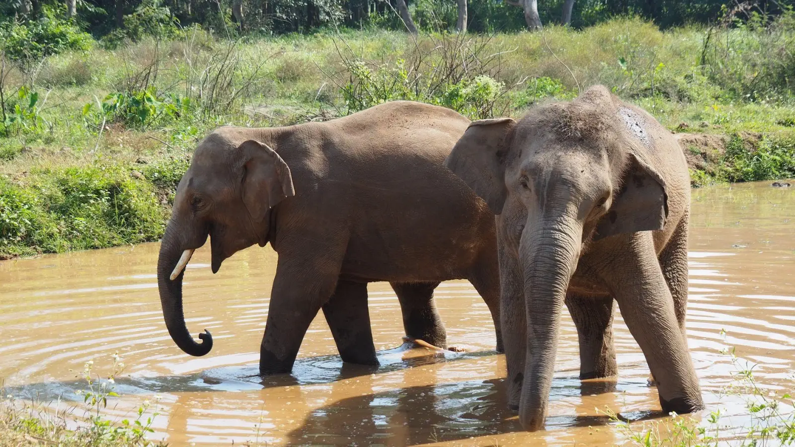 Asiatische Elefanten verlieren immer mehr ihres ursprünglichen Lebensraums. (Archivbild) (Foto: Carola Frentzen/dpa)