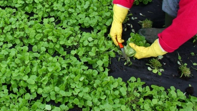 Winterportulak schmeckt leicht nussig und eignet sich gut für Salate. (Foto: Patrick Pleul/dpa/dpa-tmn)