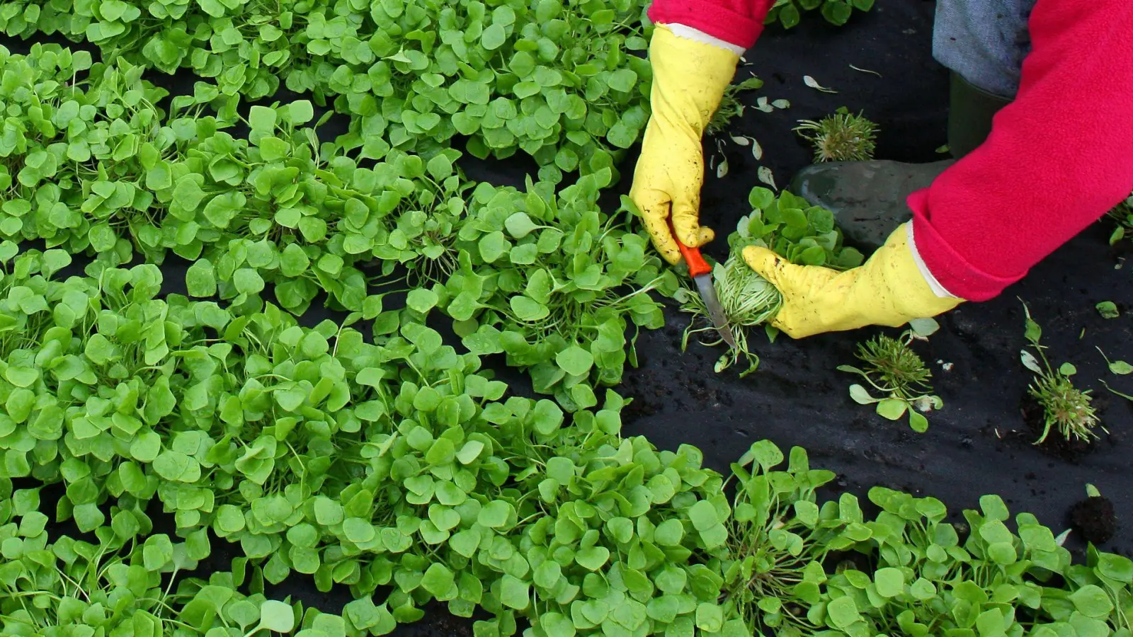 Winterportulak schmeckt leicht nussig und eignet sich gut für Salate. (Foto: Patrick Pleul/dpa/dpa-tmn)