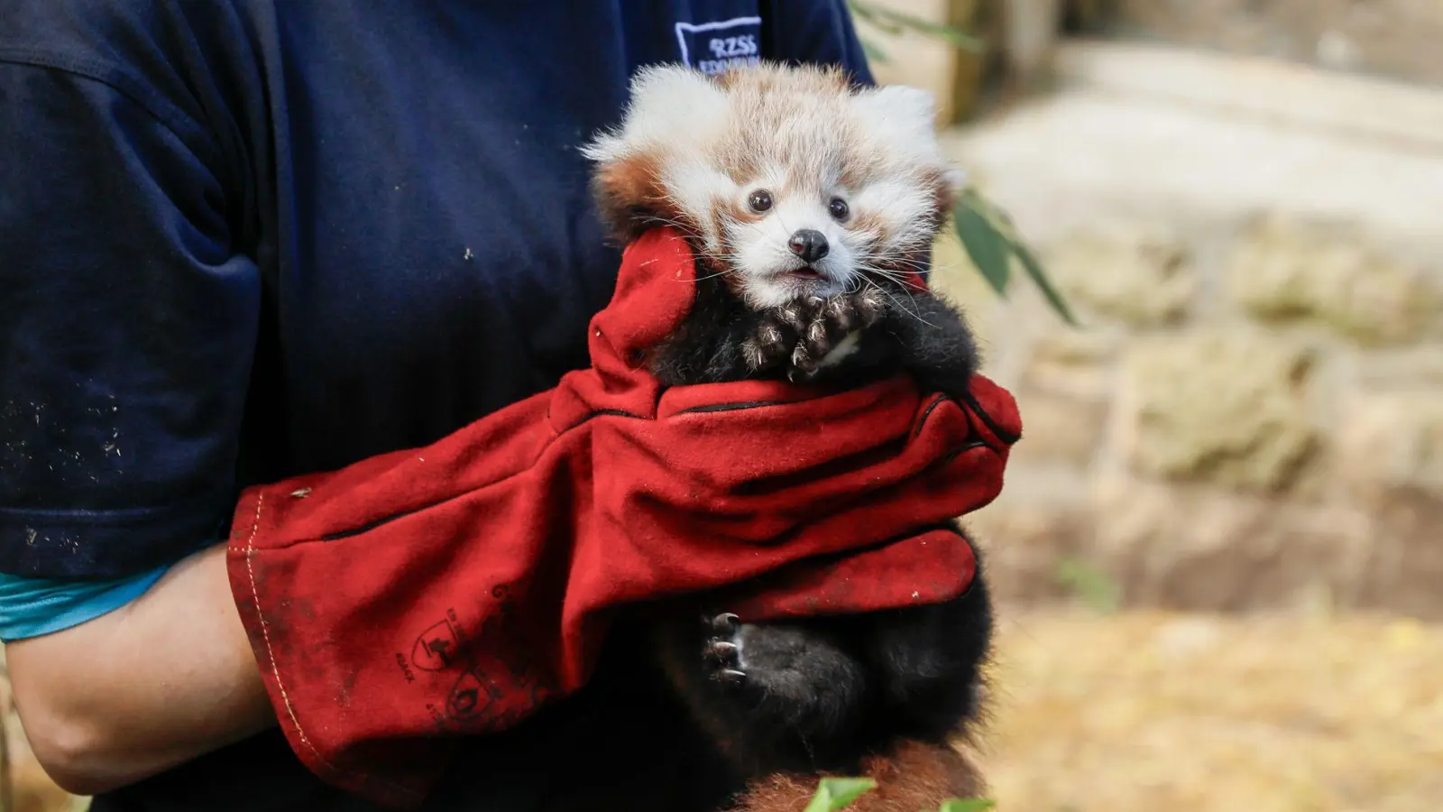 Das kleine Panda-Junge hatte erst vor kurzem seine Mutter verloren. (Archivbild) (Foto: Rzss/Rzss/PA Media/dpa)