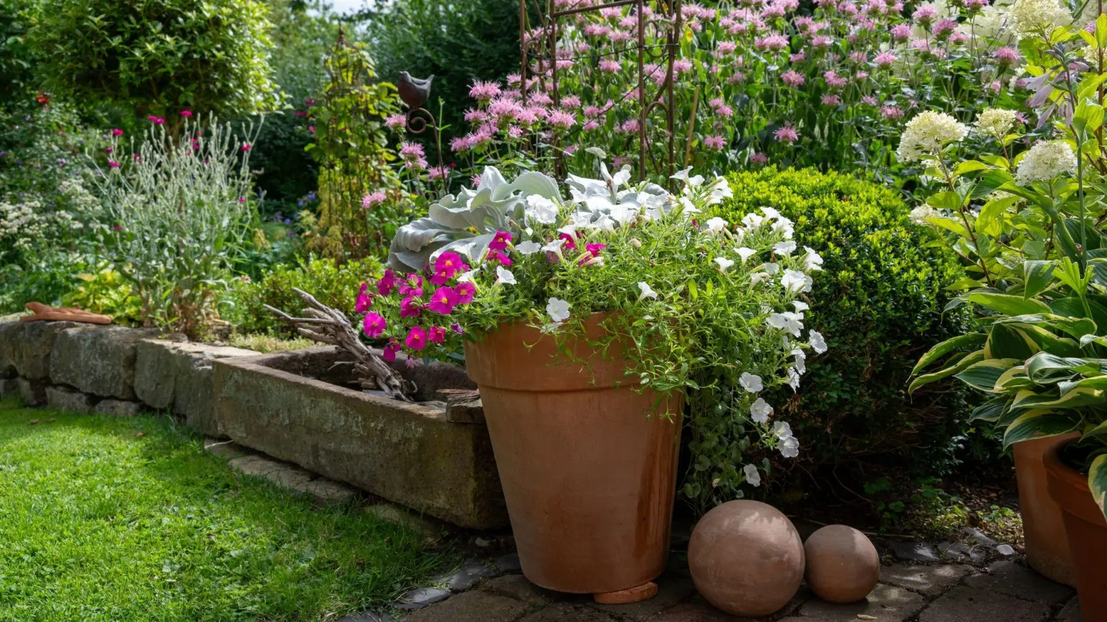 Das Greiskraut &#39;Angel Wings&#39; eignet sich als silberner Strukturgeber in einer Kübel-Komposition mit Zauberglöckchen (Calibrachoa) in Weiß und Pink. (Foto: Susanna Cznottka/einfach-garten-blog.de/dpa-tmn)