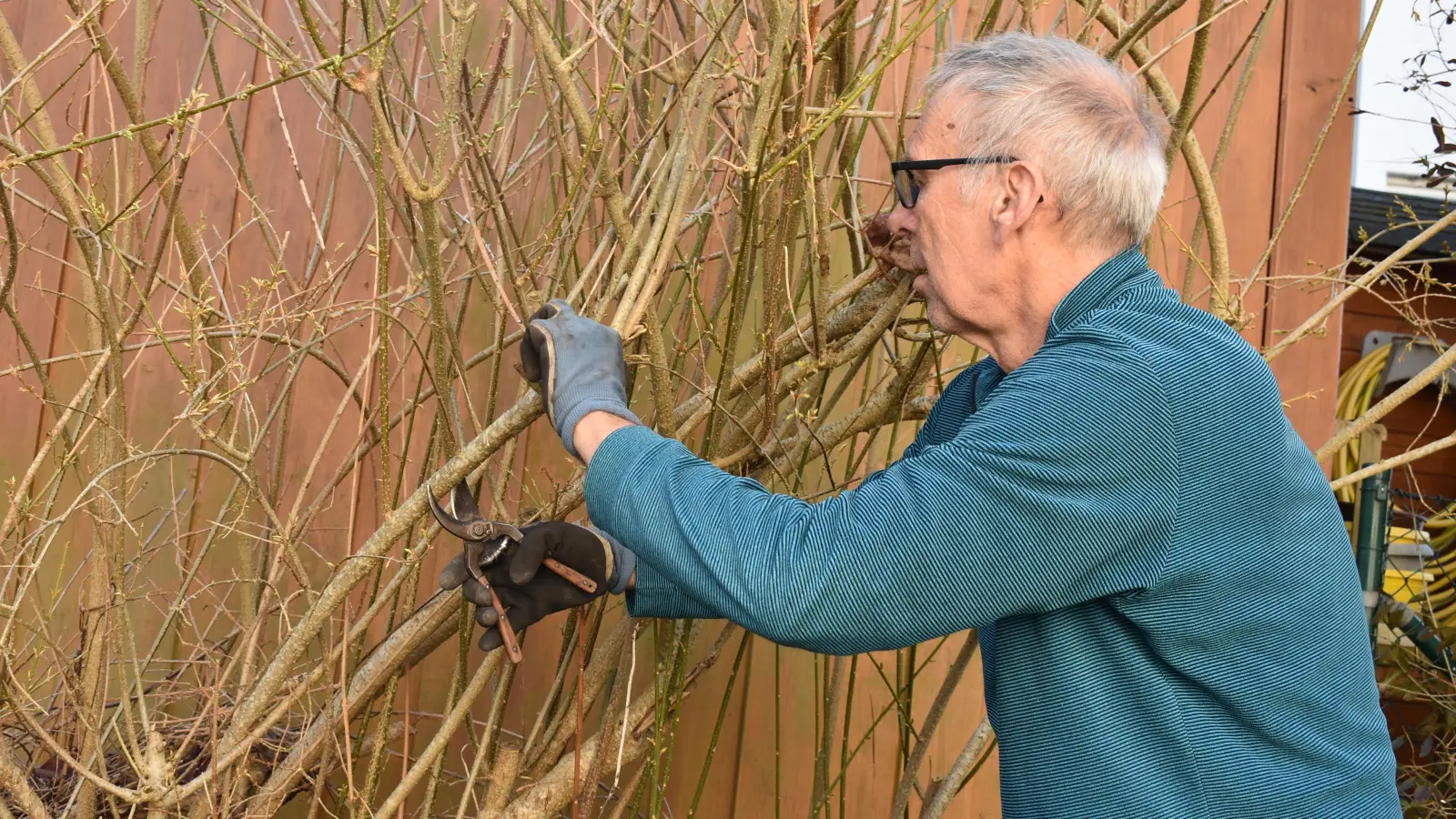 Pflegeschnitte sind auch jetzt im Privatgarten erlaubt. (Foto: Ute Niephaus)