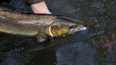 Ein laichreifer Lachs: Der atlantische Lachs ist auf der neuen Roten Liste der bedrohten Arten global nun als „potenziell gefährdet“ eingestuft worden. (Foto: Ronny Hartmann/dpa-Zentralbild/dpa)