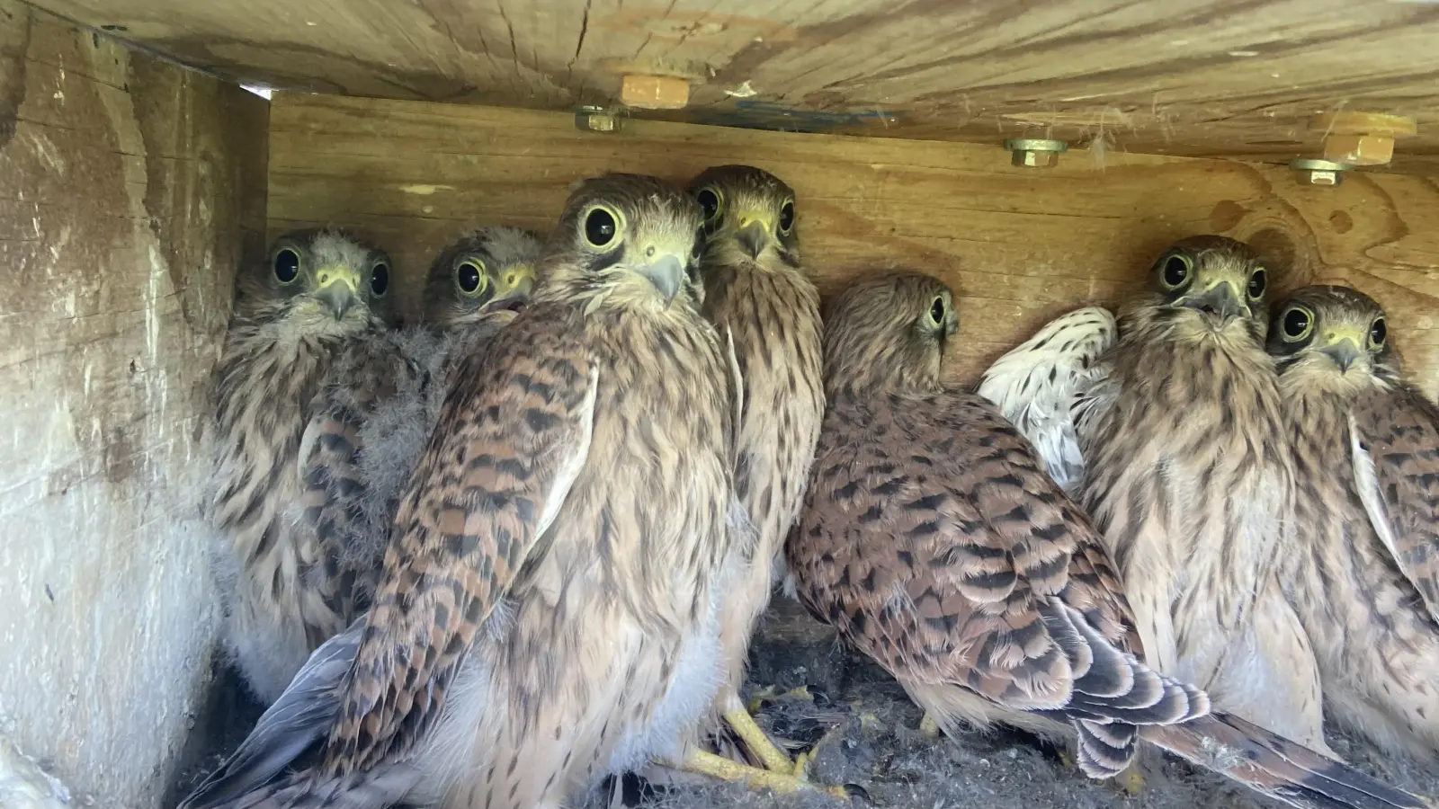 Da wird es eng im Nistkasten der Kehrbeins: Sieben junge Turmfalken wuchsen darin heran. Der Babyflaum ist schon ab, inzwischen lernen die Jungvögel schon das Jagen. (Foto: Hannelore Kehrbein)