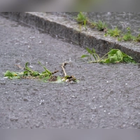 In Bayreuth rückten die Einsatzkräfte wegen des Unwetters mehrfach aus. (Symbolbild) (Foto: Pia Bayer/dpa)