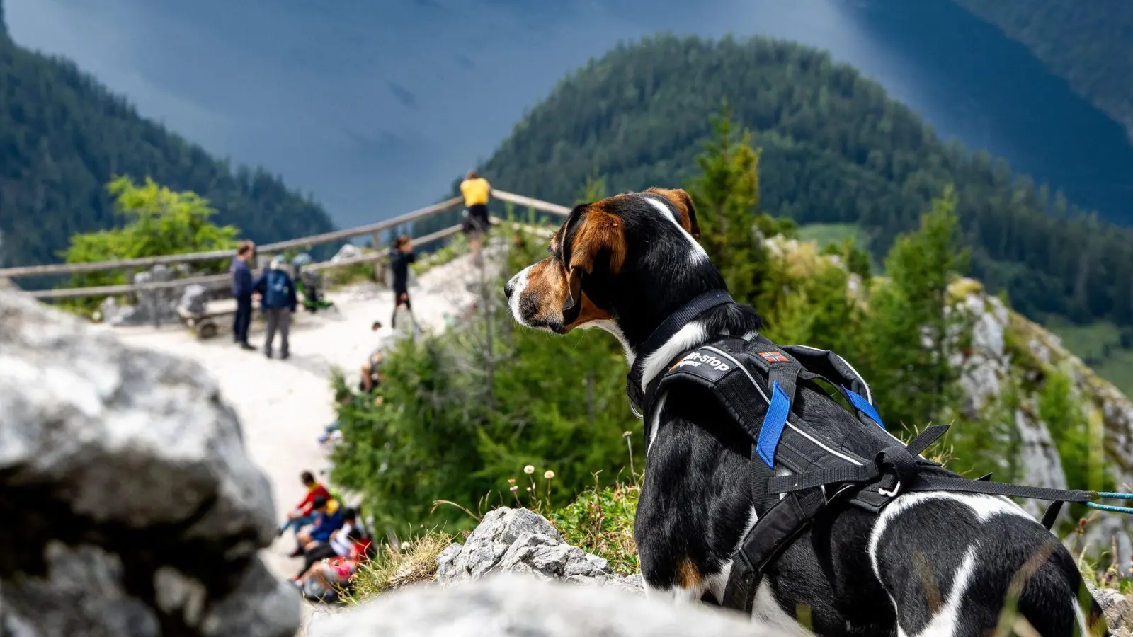 Wer mit seinem Hund in den Alpen wandern geht, sollte auf Herden und Herdenschutzhunde achten: Direkte Begegnungen mit Kühen, Schafen oder Ziegen sind zu vermeiden, indem man markierte Wege nicht verlässt und den Hund an der kurzen Leine führt. (Foto: Benjamin Nolte/dpa-tmn)