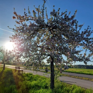Blühender Apfelbaum - gesehen in Neuendettelsau (Foto: Georg Link)