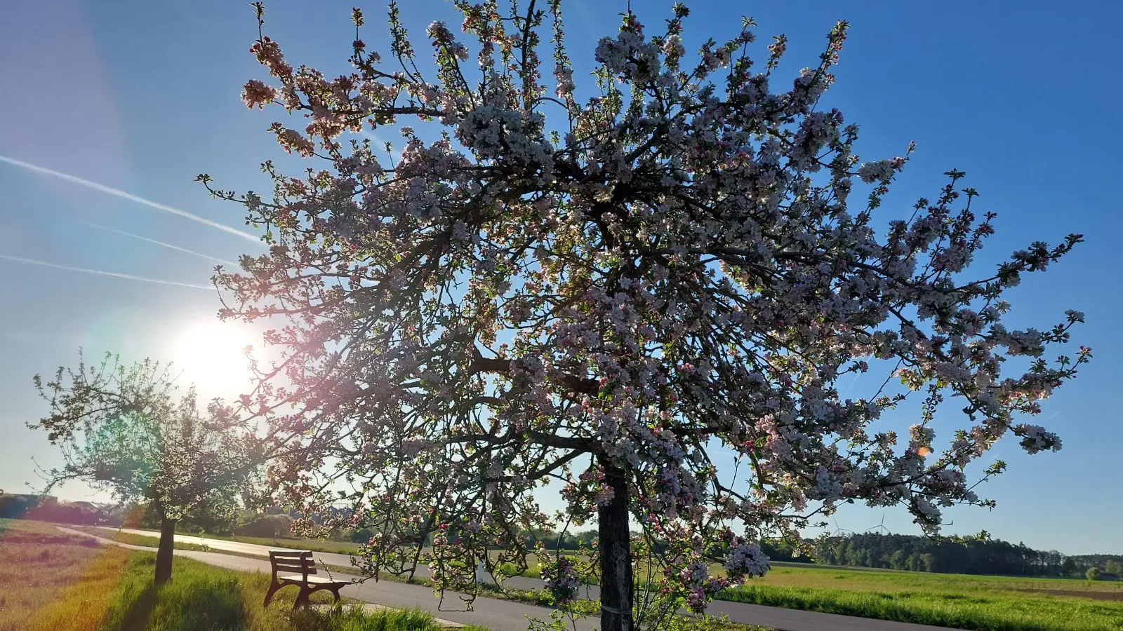 Blühender Apfelbaum - gesehen in Neuendettelsau (Foto: Georg Link)