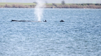 Der Buckelwal Timmy kann vermutlich nicht gerettet werden.  (Foto: Philip Dulian/dpa)